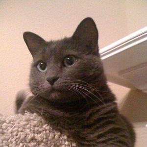 Meet your Posher, Naomi